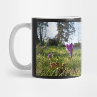 Purple flowering crocus. Time to spring Mug